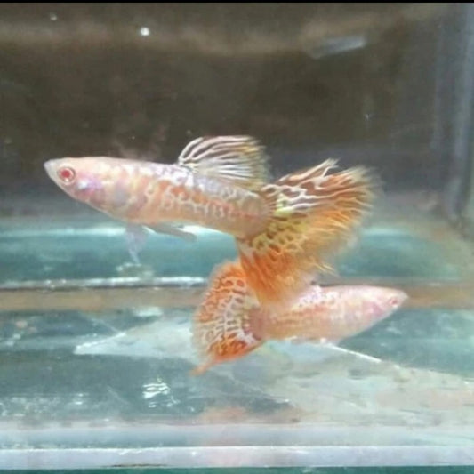 Albino Yellow/Pink Tiger Guppy (Rare)