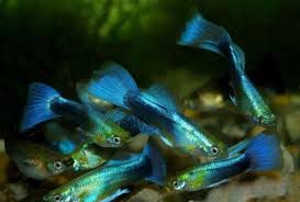Blue Neon Guppy
