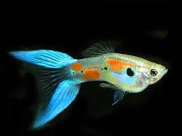 Blue Scissor Tail  Guppy