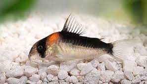 Adolfoi Corydoras 3-4cm