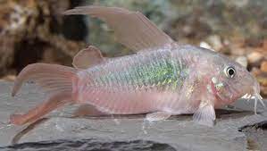 Green Corydora Long Fin 4cm - 5cm