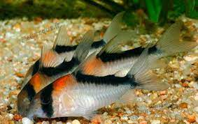 Adolfoi Corydoras 3-4cm