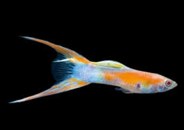 Red Scissor Tail  Guppy