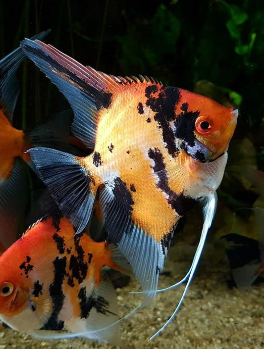 Red Devil Angelfish 5-6 cm ( Colored ) (High Grade)