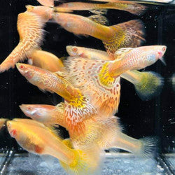 Albino Yellow/Pink Tiger Guppy (Rare)