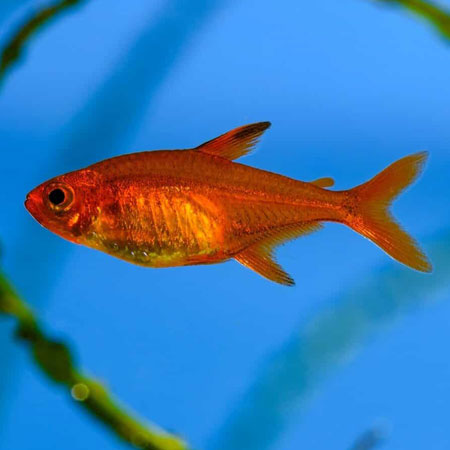 Ember Tetra