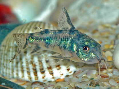 Peppered Corydoras 3-4cm