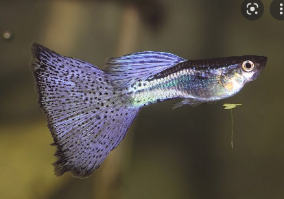 Purple Grass Guppy