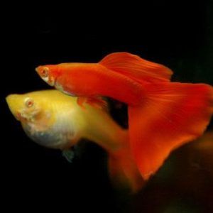 Albino Red Guppy