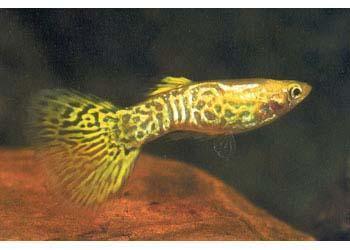 Golden Snake Skin Guppy