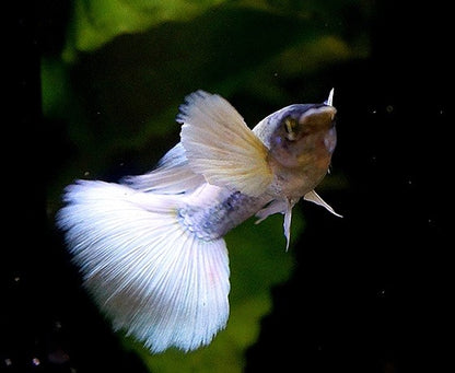 Platinum White Dumbo Guppy