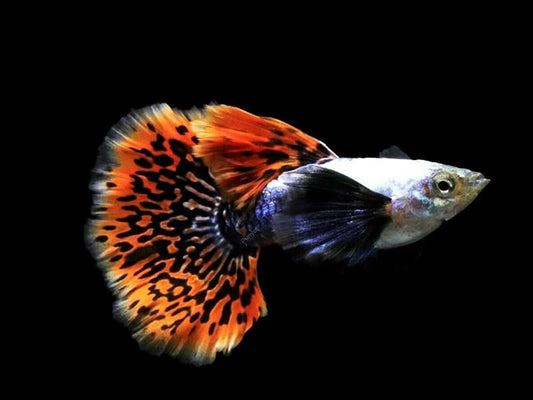 Platinum Mosaic Dumbo Ears Guppy