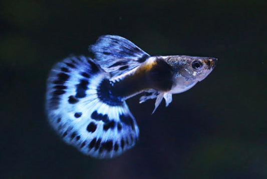 Sky Blue Dumbo Ear Guppy
