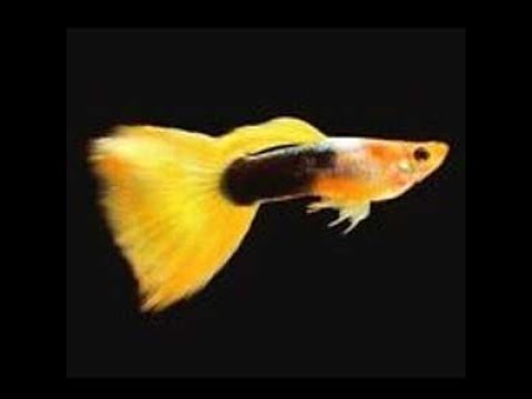 Yellow Tuxedo Guppy