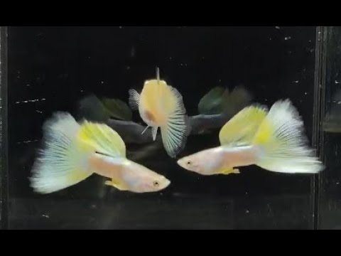 Yellow Pingu  Guppies