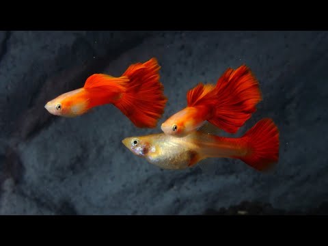 Red Moscow Guppy