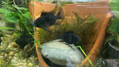 Black Rams (Dark knights)