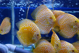 Golded Checker Discus