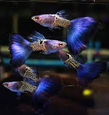 Blue Tail Metal Snake Skin Guppy (Rare)