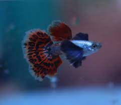 Platinum Mosaic Dumbo Ears Guppy