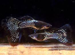 Black Lace Metal Snakeskin Guppies (Rare)