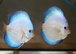 Blue Scorpion Discus