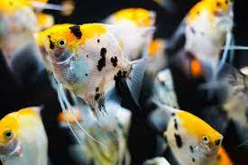koi AngelFish 5cm
