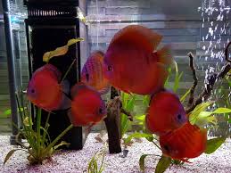 San Merah Discus
