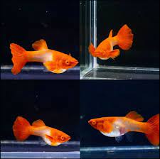 Koi Red Ear Guppy (Red Ear)  (Rare)
