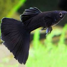 Black Moscow Guppy