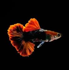 Red Rose Tail Guppy (Rare)