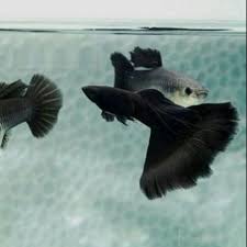 Black Moscow Guppy