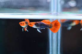 Koi Tuxedo Guppy