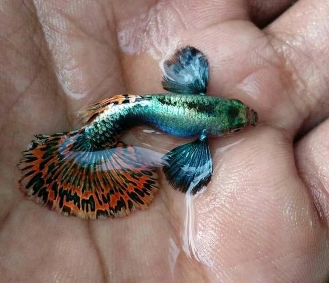 Platinum Mosaic Dumbo Ears Guppy
