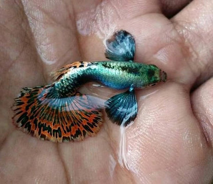 Platinum Mosaic Dumbo Ears Guppy