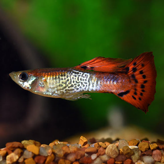 Red Metal Snake Skin Guppy