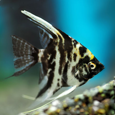 Marble Angelfish 5-6cm