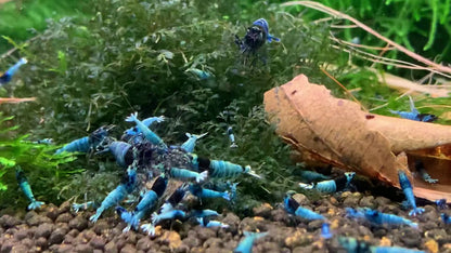 Mosura Blue Bolt shrimp (Med-High Grades) (Rise in Tap water)