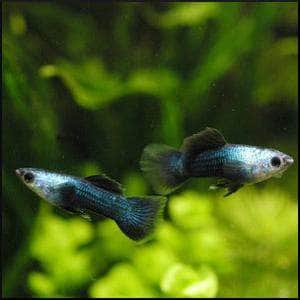 Panda Dumbo Guppy
