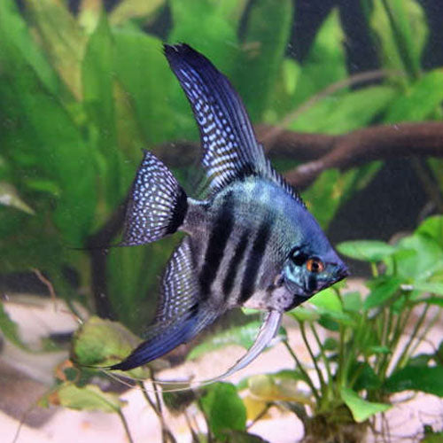 Zebra Angelfish  5-6cm