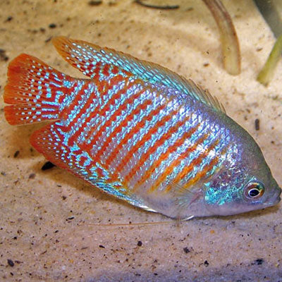 Neon Blue Dwarf Gourami MALE 5cm