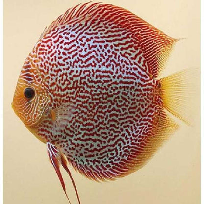 Leopard SnakeSkin Discus