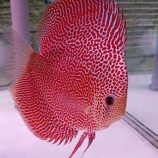 Leopard SnakeSkin Discus