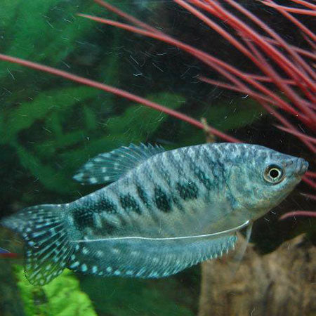 Opaline Gourami