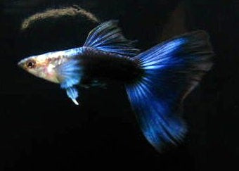 Blue Neon Guppy
