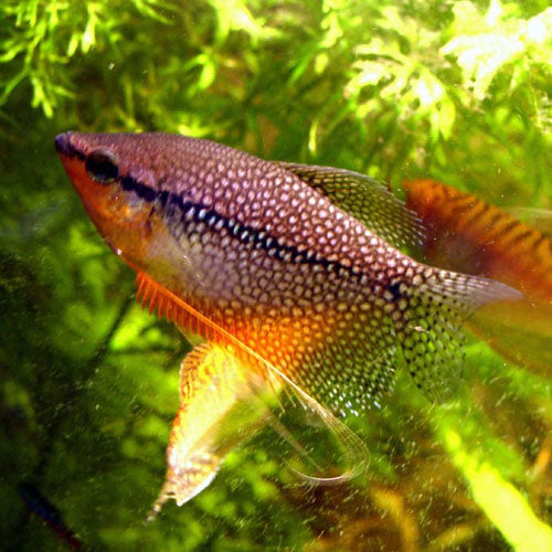 Pearl Gourami 5/6cm