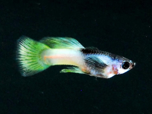 Bumblebee Guppy