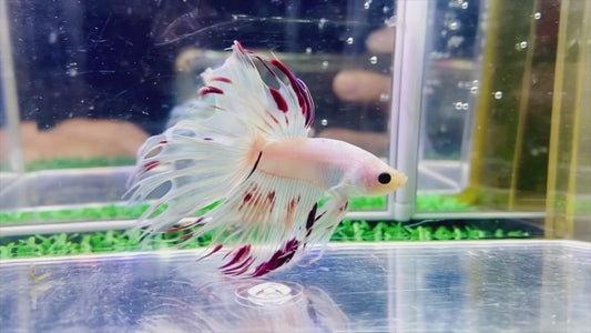 Pearl Crown Tail  Male - BCT65902