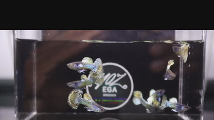 Metal Yellow Dragon Guppy (very Rare)