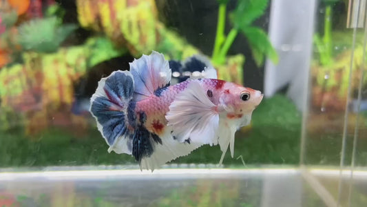 Multicolor Super Dumbo Ear HMPK (Male) - BHB24306